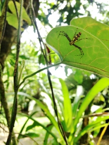 Hamataliwa! La Selva Biological Station, Costa Rica